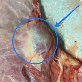 «Тихий убийца» эхиноккок: ветеринары в Ижевске призывают не покупать непроверенное мясо