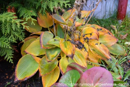 Как правильно подготовить хосты к зиме: 5 полезных советов