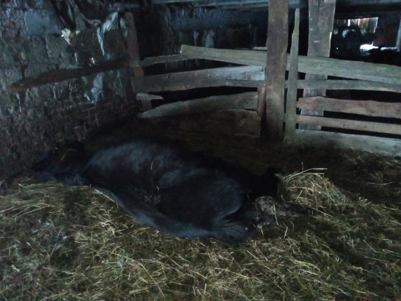 «Они в страшных колтунах и все — с разной степенью истощения» «Они в страшных колтунах и все — с разной степенью истощения»