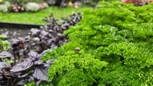 Сидераты: как избежать ошибок и получить максимальную пользу