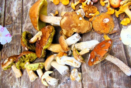 В лесу с грибами: польские находки и неожиданные открытия