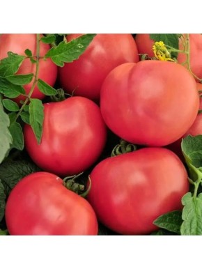 ����� ������� ����: �������������� ���� ��� ������ �������