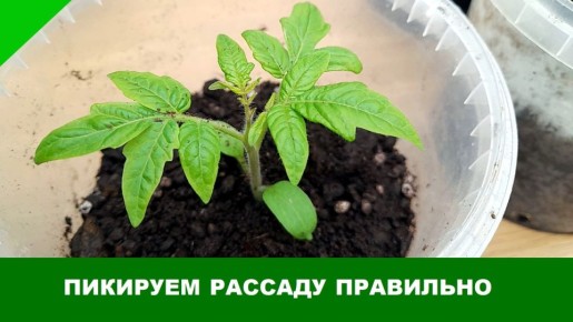 ��� ���������� ������: ������� �������� �������