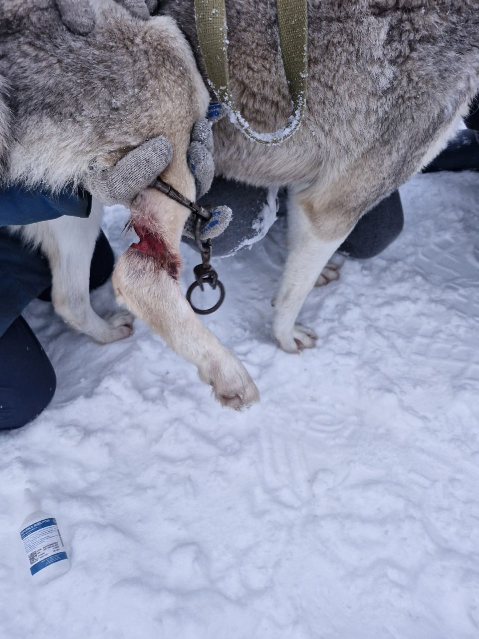 За ней тянулась дорожка крови: в Удмуртии спасли собаку, пристегнутую за заднюю лапу к ошейнику За ней тянулась дорожка крови: в Удмуртии спасли собаку, пристегнутую за заднюю лапу к ошейнику