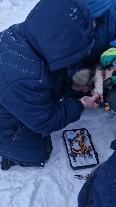 За ней тянулась дорожка крови: в Удмуртии спасли собаку, пристегнутую за заднюю лапу к ошейнику
