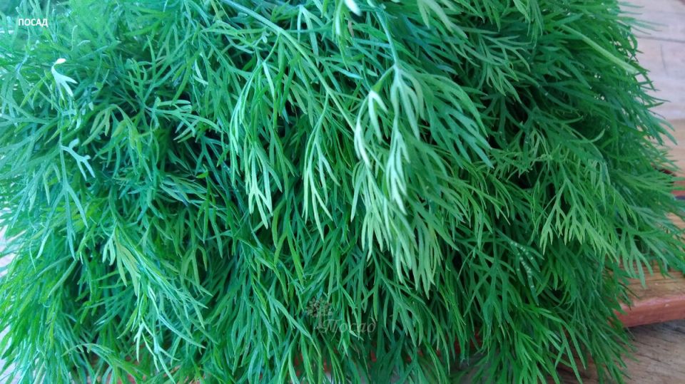 �� �� �������� �����, �������� ������