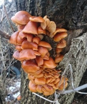 ������ �����: ��� ������ ����� ����� ������� ����������� �����