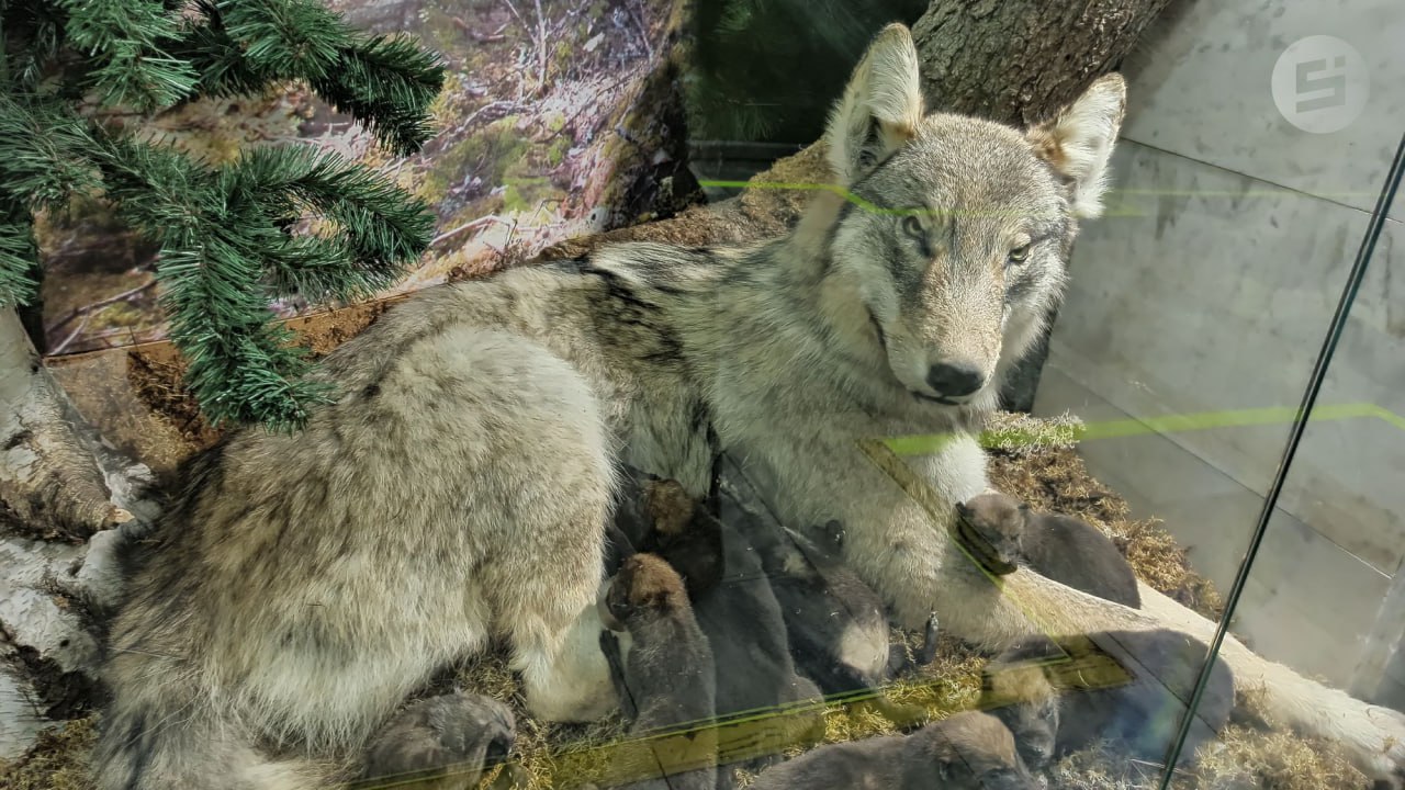 В Удмуртии насчитывается около 60 волков