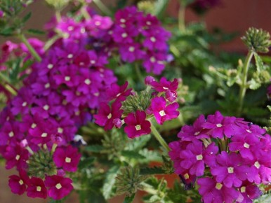 Секреты успешного выращивания рассады вербены