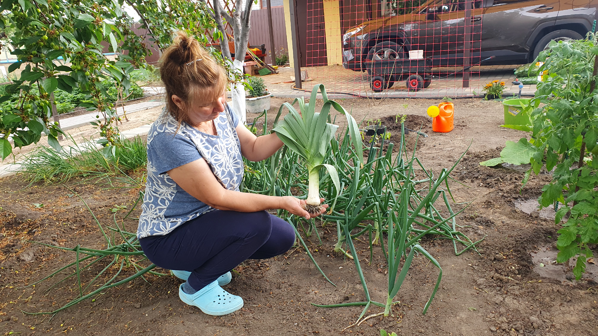 Как вырастить лук-порей: секреты успешного посева и ухода