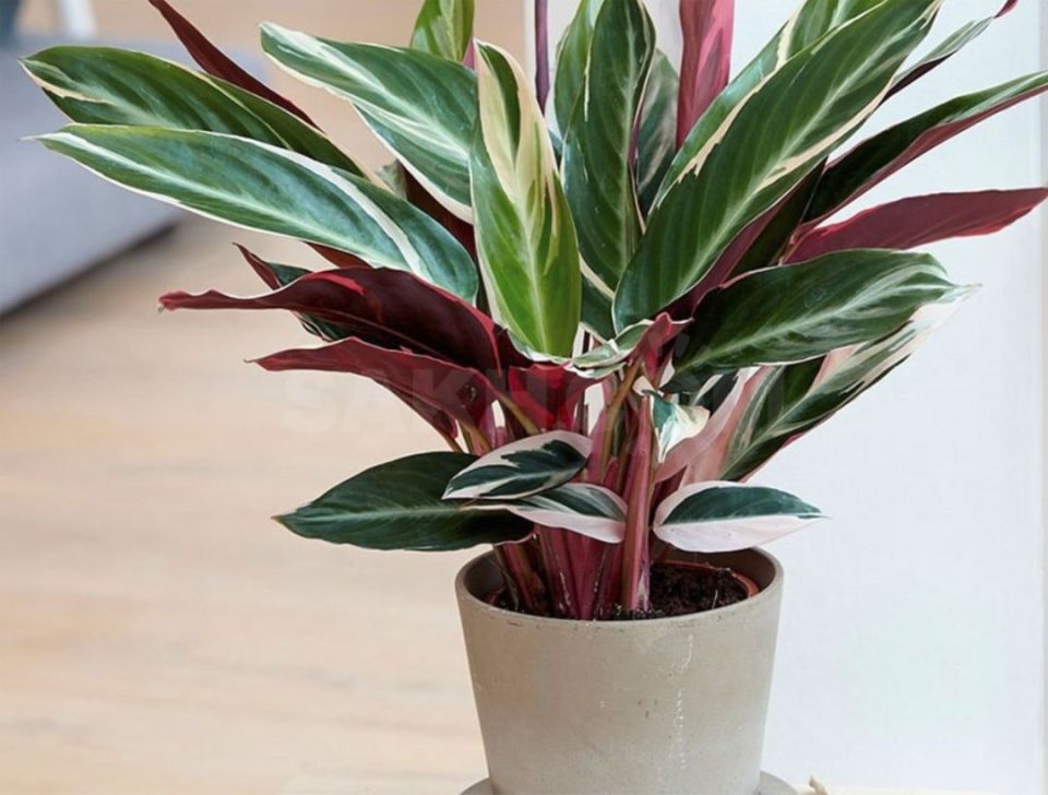 ���������: ������� ����� �� ����������� ��������� ��� ������ ����