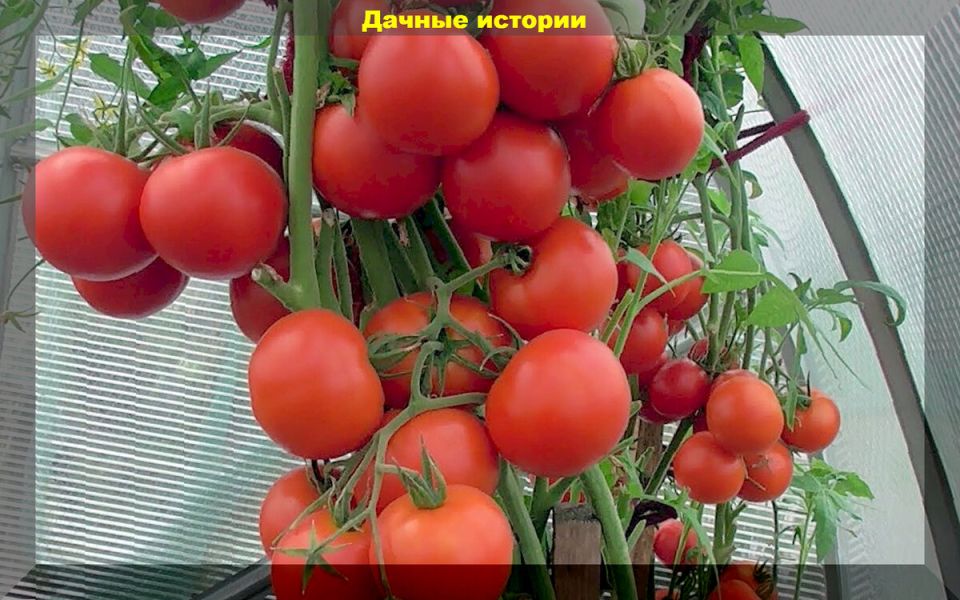 ����� �������: ���������� ����� ��� ������� ��������