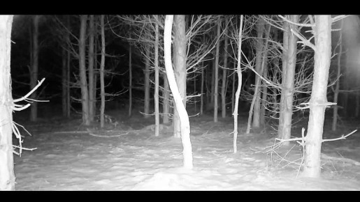 ���������� ���������. ������ ����� ������� ����� �� �������