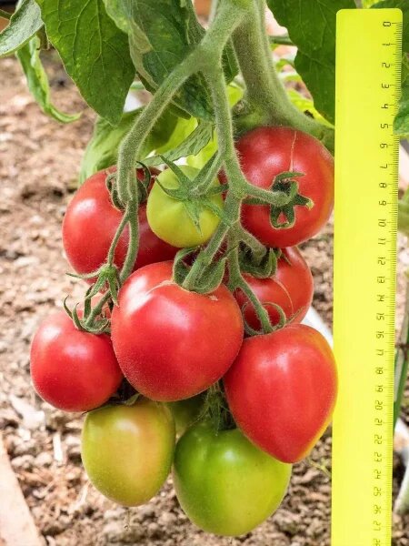 Томат Алголь: идеальный выбор для теплиц и открытого грунта