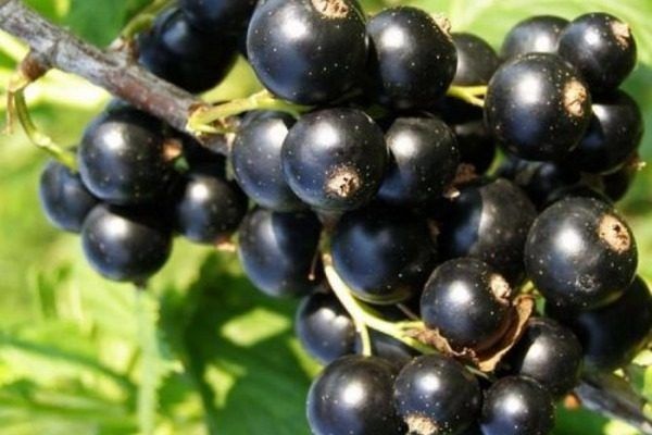 ������������ ������� ��������� ������, ������� ������� ��� ��� ��������