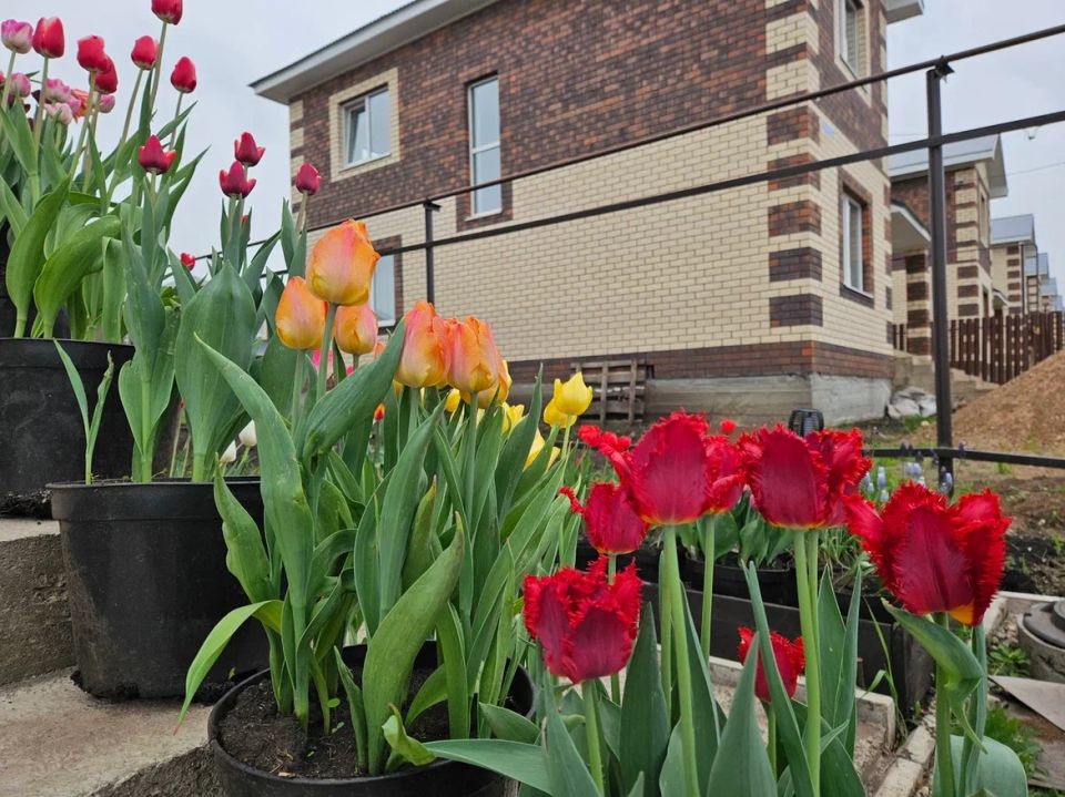 ��� ������ ������� �������� �� ������� ����������: ��� ������� �� ��������