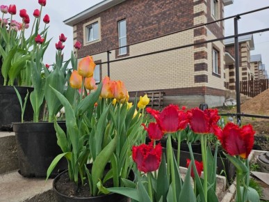 Как спасти любимые растения от майских заморозков: два решения из магазина