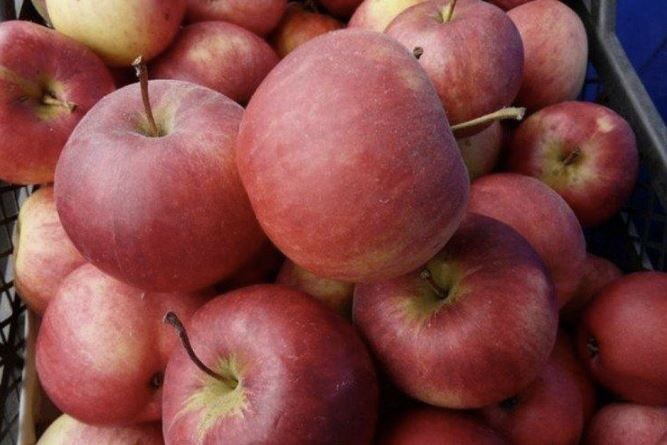 Как выбрать зимние яблоки и сохранить их до весны