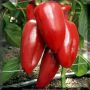 Перец Байкал: идеальный выбор для ранних урожаев