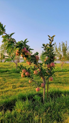 Как вырастить яблоню: секреты заботы о саженце