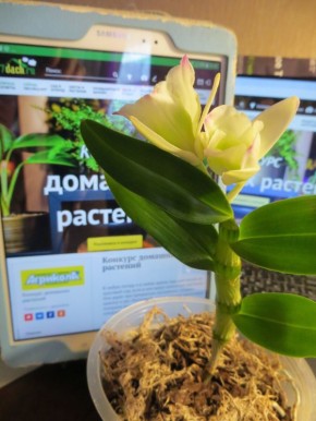 ��� ��������� �� ������������ ������: �������������� ������� �������