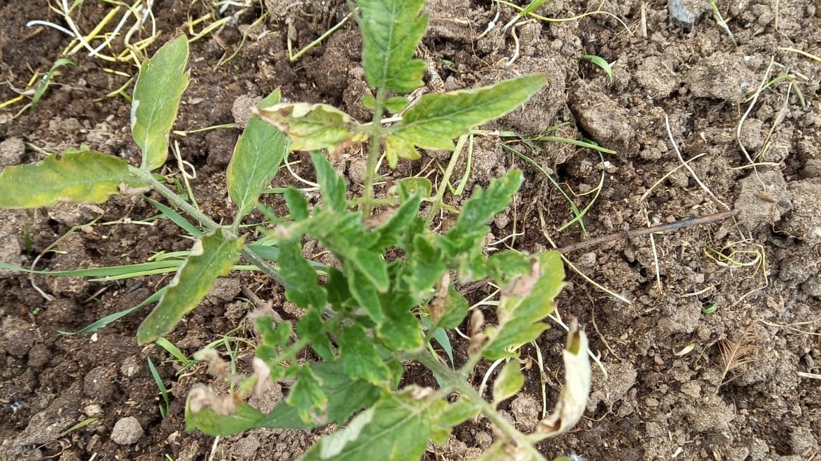 Как вырастить 72 кг томатов с одной теплицы: проверенные сорта для любого климата