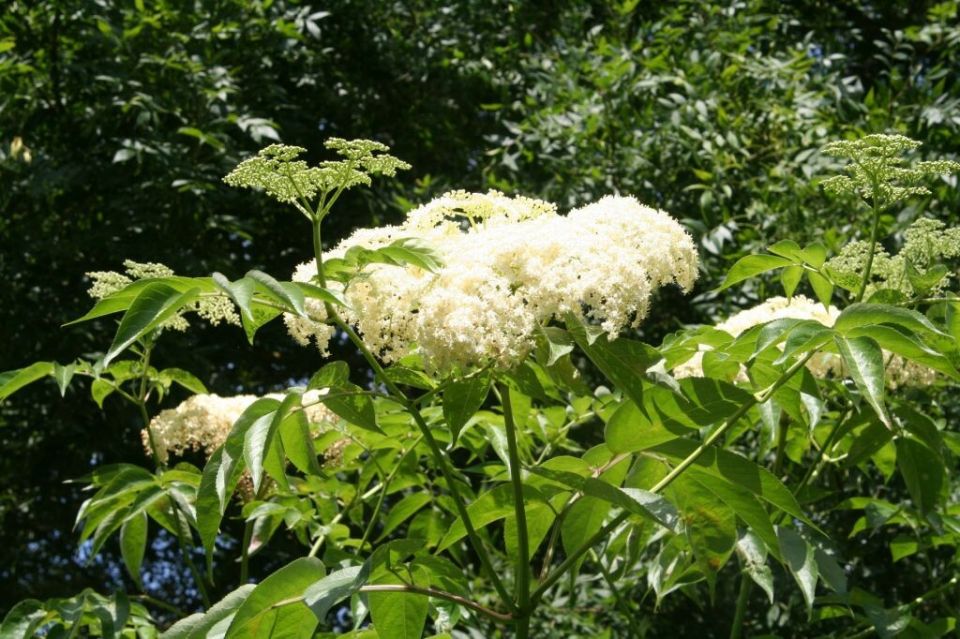 ���������� ������ ���������