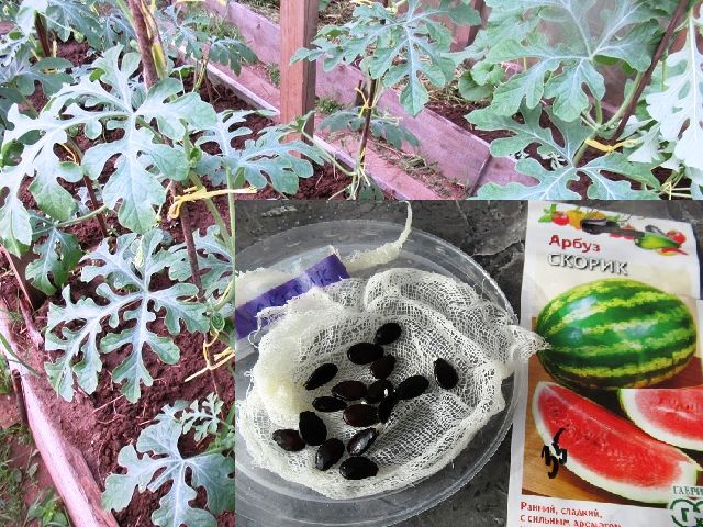 ������ �� ����������� � ������������ ����� ������ ��� �������� �������