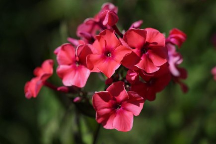 ��� ���������� ������ ������: ������� ��������� ��������