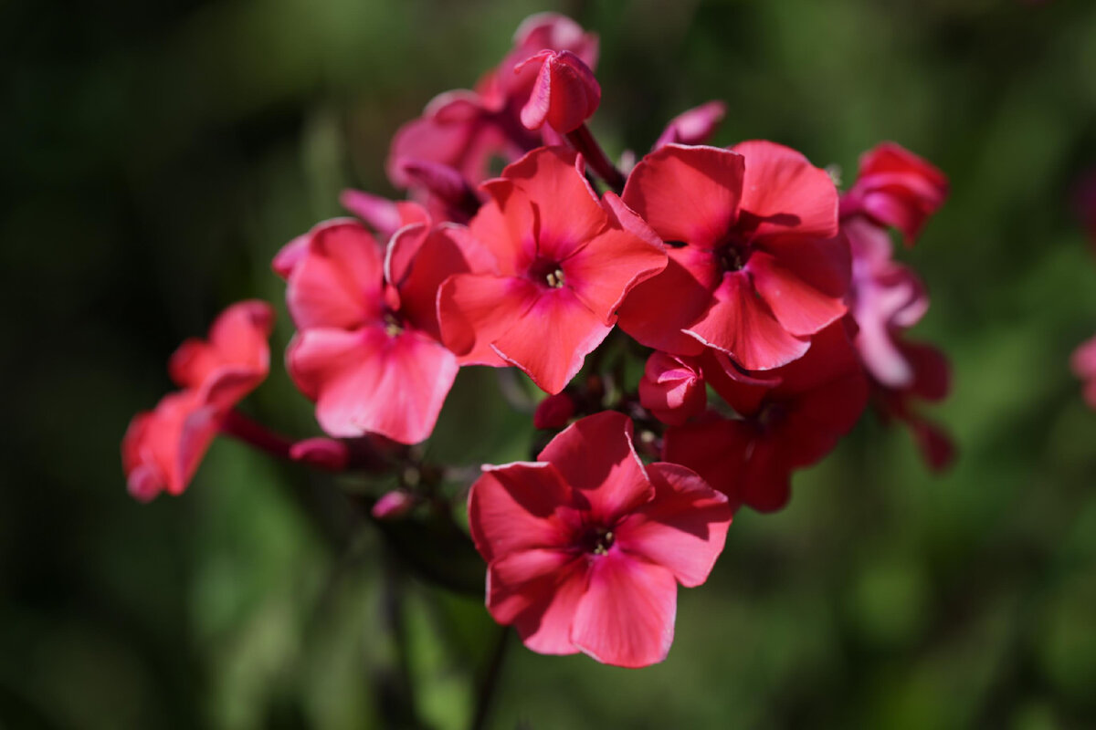 Как пересадить флоксы осенью: секреты успешного цветения