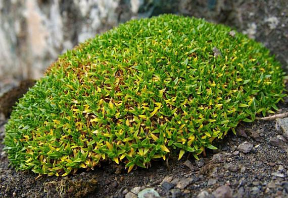 Колобантус кито: уникальное растение Антарктиды с удивительными способностями