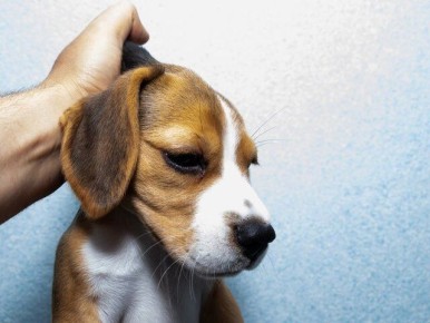 Россия на пути к конфискации домашних животных у жестоких владельцев