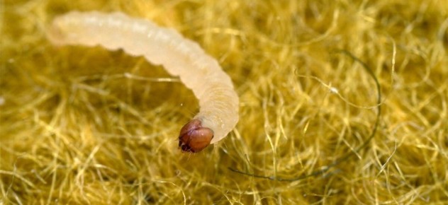 ��� ���������� ���������� �� ����: �������� ������ � �������