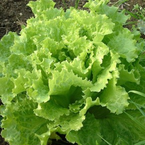 Как сохранить свежесть салата: эффективные советы против стрелкования