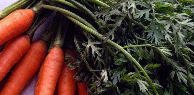 ��� ��������� ��������� �������: ������� �� ������� ���������