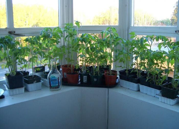 ��� ������������ ���� ������� �������: ������ �� �������� ��������