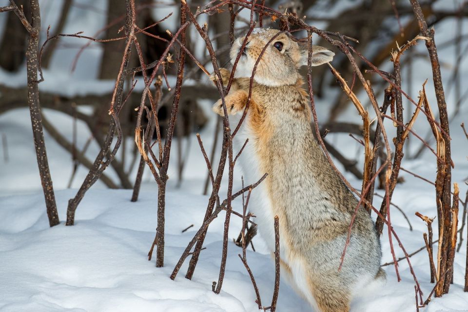 ������ ������ ����: ��� ������� ������� �� ������