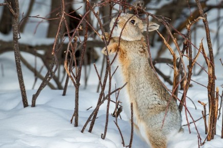 Зимняя защита сада: как уберечь деревья от зайцев