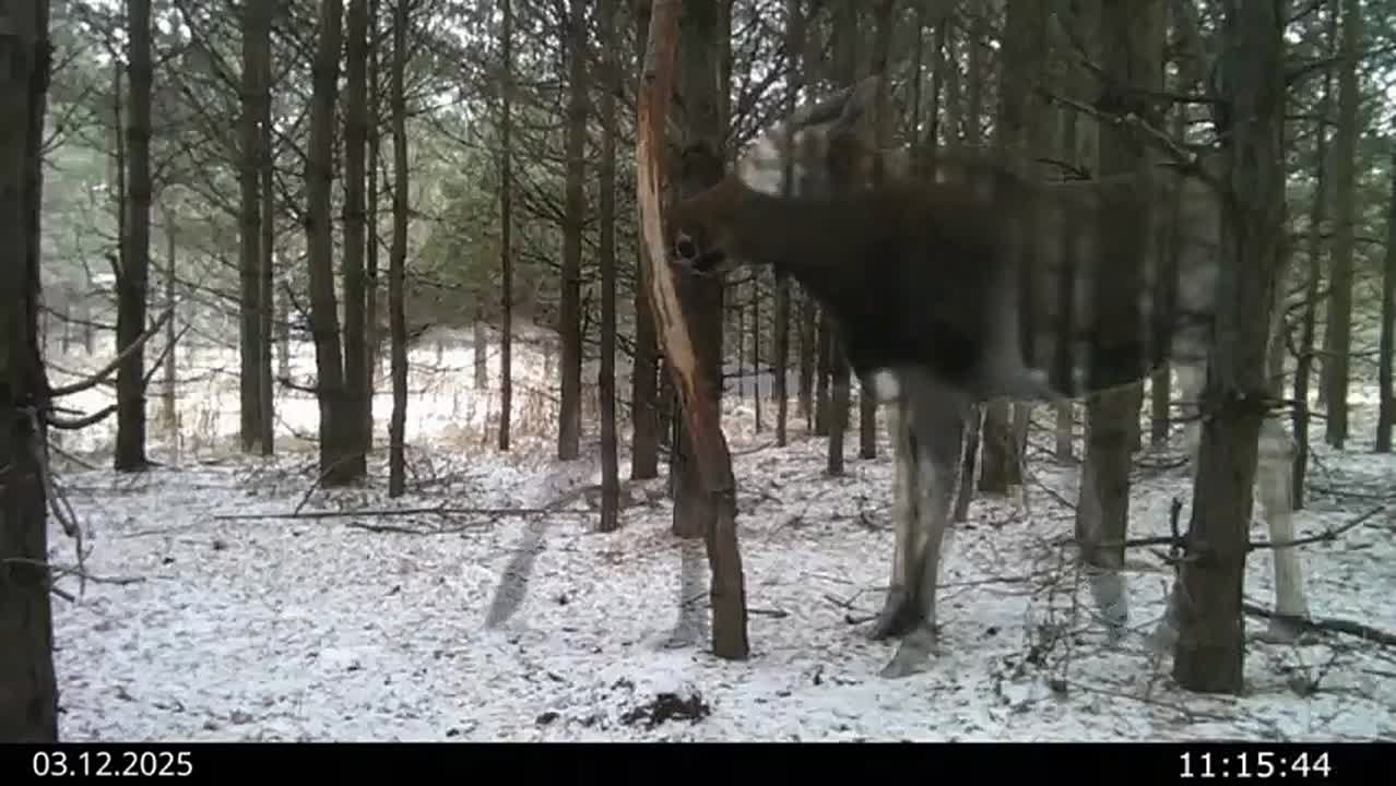 Аристократической походкой