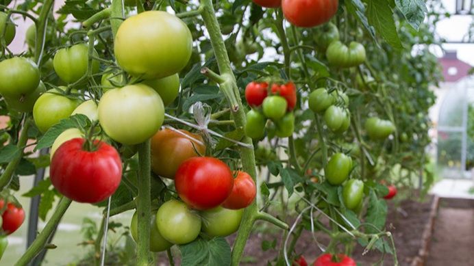 ��� ����� ���� ��� ���������� ��������� �������� ������ �� 6 �� � ��������