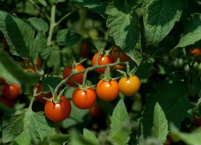 ��� ��������� ������� ��������: ������� ������