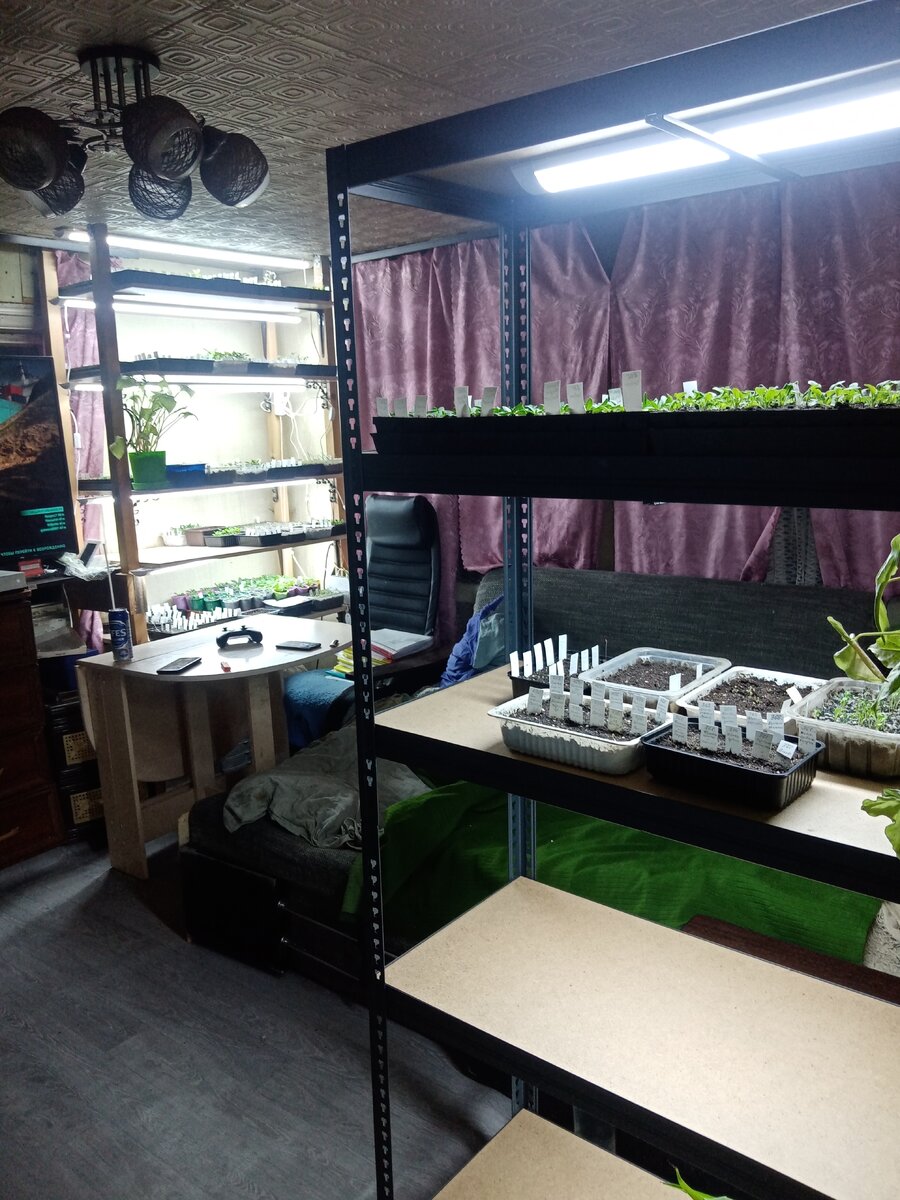 Новый стеллаж для рассады: удобство для растений и пространство для жизни