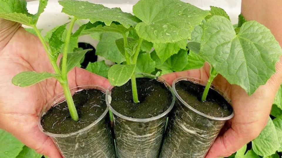 ��� ��������� ������� ������: 5 �������� �� ��������