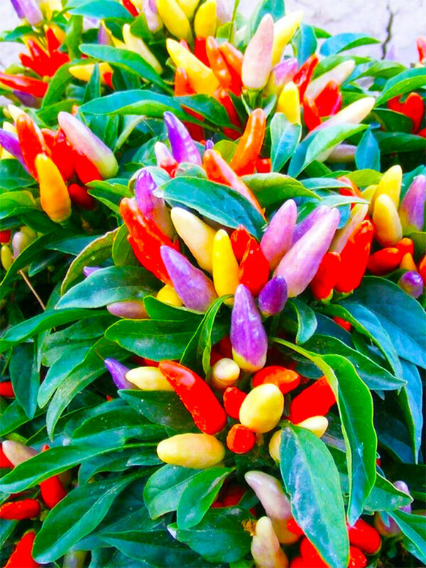 Перец балконно-комнатный «Фиеста»: Радуга на вашем подоконнике