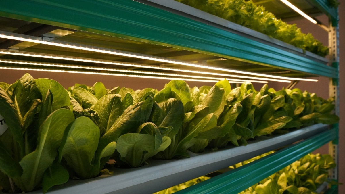 Как вырастить зелень зимой: секреты быстрого урожая