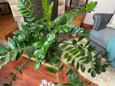 Устойчивый замиокулькас: как предотвратить его разваливание без дополнительных затрат