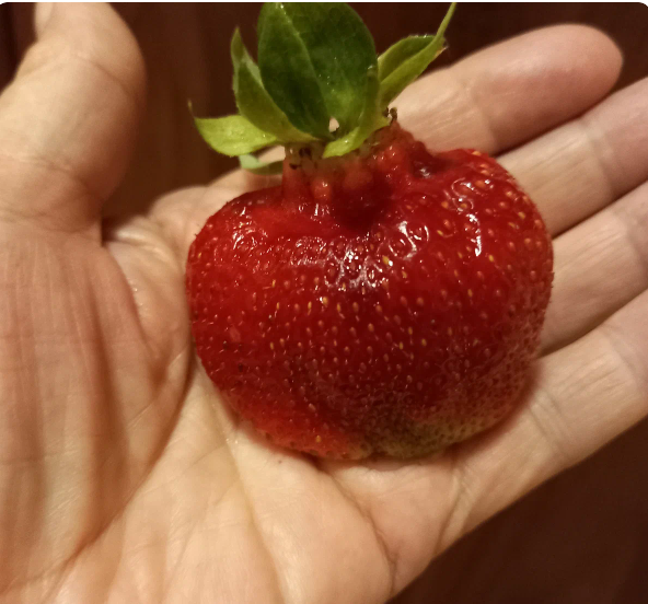 4 главных правила, чтобы ваша клубника всегда радовала крупными ягодами