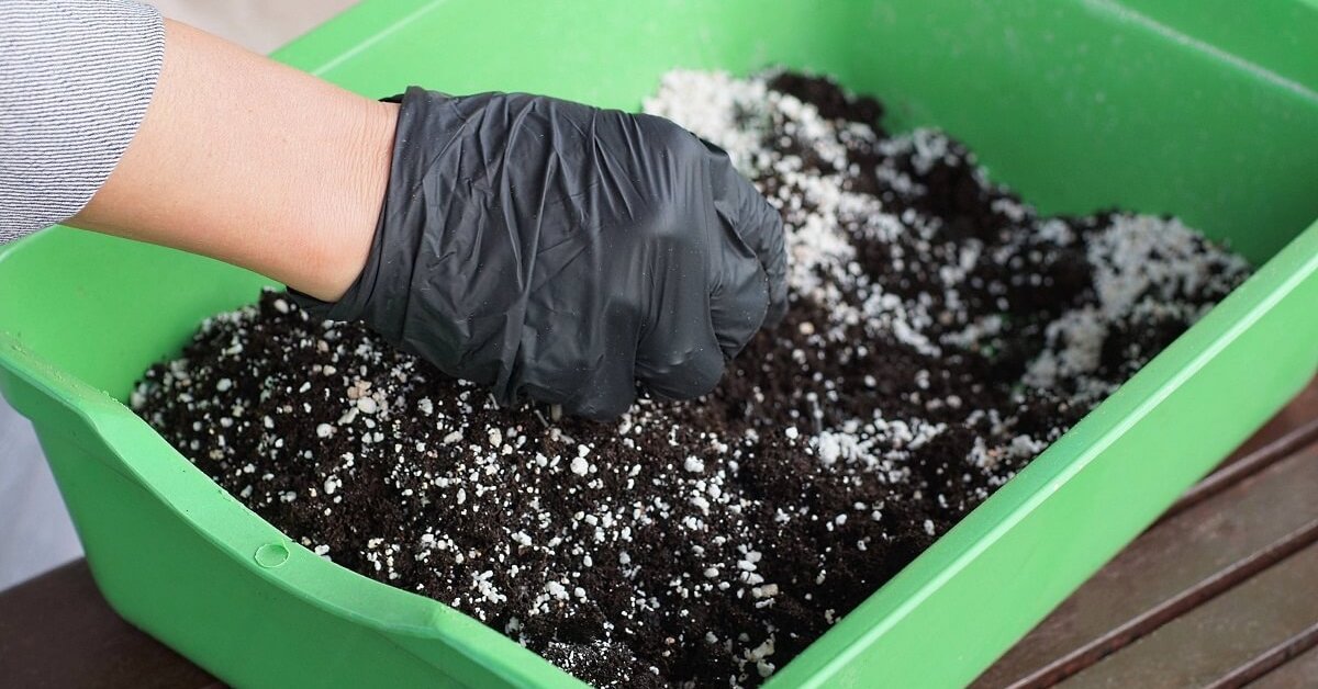 Грунт, который угрожает вашим растениям: неожиданные причины их гибели