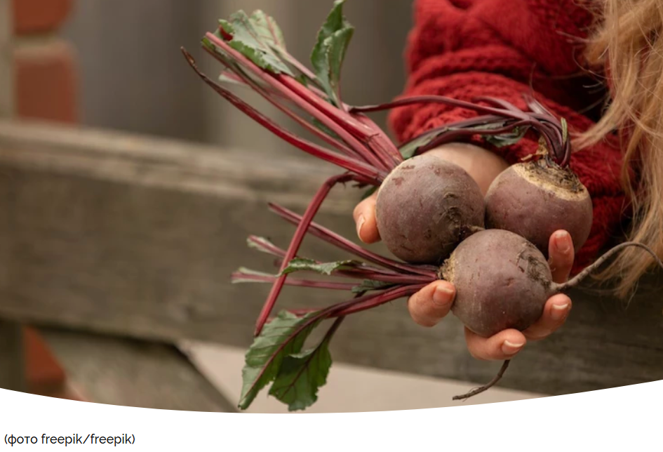 Как посадить свеклу под зиму: секреты и советы