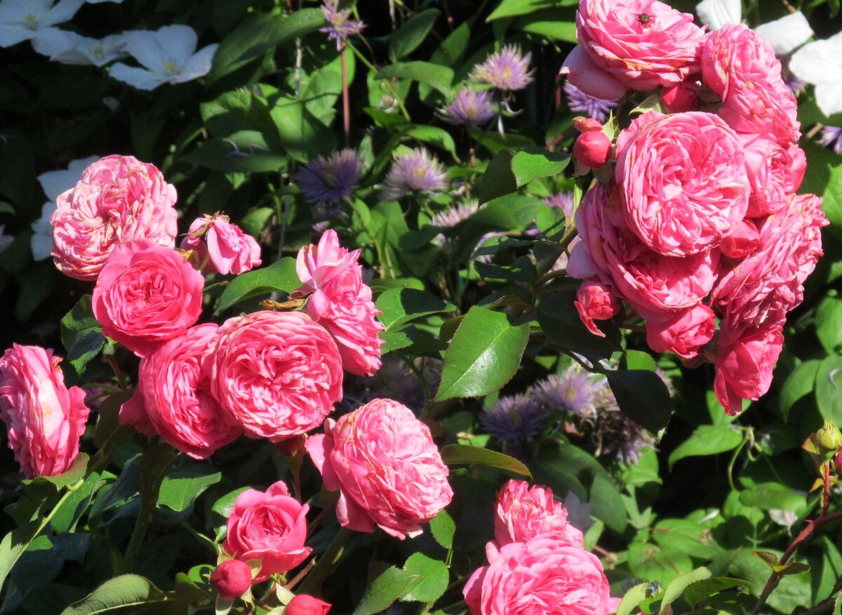 Как вырастить розы флорибунда в вашем саду: секреты ухода и посадки